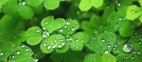 国产人人草,人人草，绿色健康生活新选择